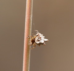 Phoroncidia sextuberculata