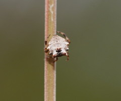 Phoroncidia sextuberculata