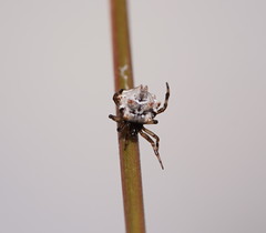 Phoroncidia sextuberculata