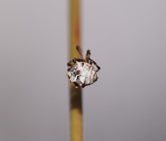 Phoroncidia sextuberculata