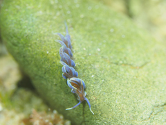 Phyllodesmium macphersonae