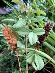 Eriosema parviflorum