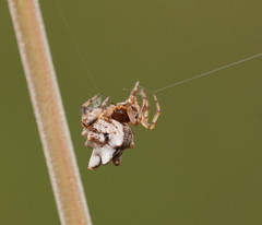 Phoroncidia sextuberculata