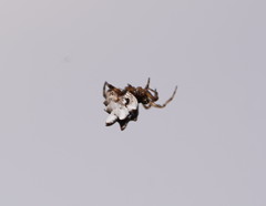 Phoroncidia sextuberculata