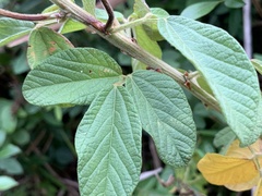 Eriosema parviflorum