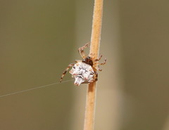 Phoroncidia sextuberculata