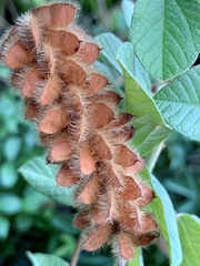 Eriosema parviflorum