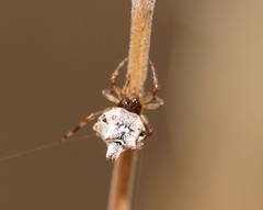 Phoroncidia sextuberculata