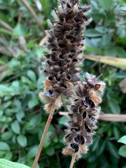 Eriosema parviflorum