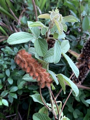 Eriosema parviflorum