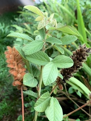 Eriosema parviflorum