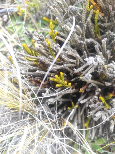 Veronica lycopodioides, photograph 1