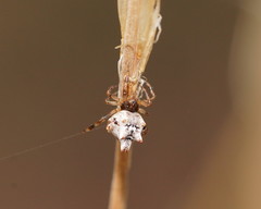 Phoroncidia sextuberculata