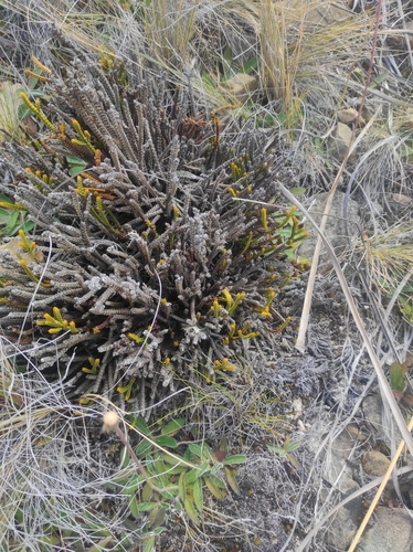 Veronica lycopodioides, photograph 2