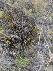 Veronica lycopodioides, photograph Max Tweddell, CC0, iNaturalist via GBIF