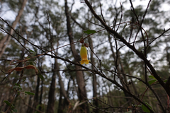 Marianthus bignoniaceus