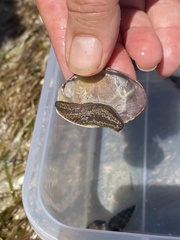 Neoamphicyclus mutans