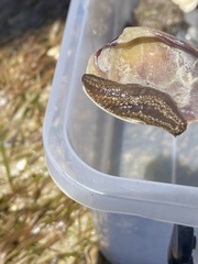 Neoamphicyclus mutans