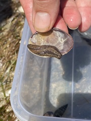 Neoamphicyclus mutans