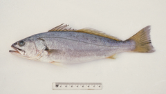 Atractoscion aequidens