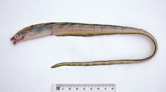 Xiphasia setifer