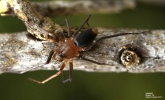 Molycria quadricauda