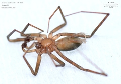 Molycria quadricauda