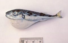 Lagocephalus sceleratus