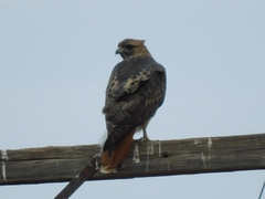 Buteo jamaicensis