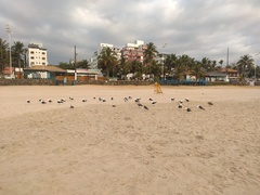 Larus dominicanus