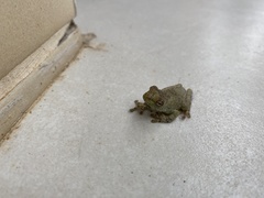 Itapotihyla langsdorffii