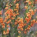 Daviesia argillacea - Photo (c) Arthur Chapman, algunos derechos reservados (CC BY-NC-SA), subido por Arthur Chapman