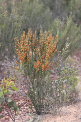 Daviesia argillacea