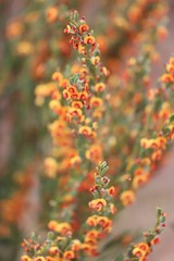 Daviesia argillacea