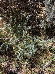 Astragalus douglasii perstrictus
