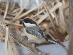 Poecile atricapillus