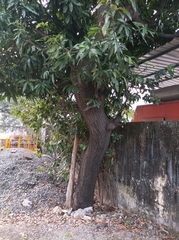 Mangifera indica