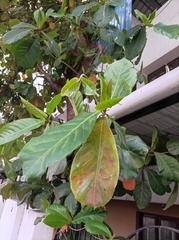 Terminalia catappa