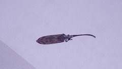 Tenomerga leucophaea