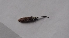 Tenomerga leucophaea