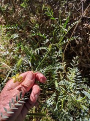 Astragalus douglasii perstrictus