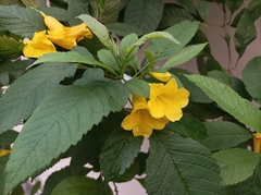 Tecoma stans