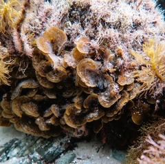 Lobophora variegata