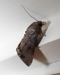 Hypocala deflorata