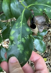 Phyllocoptes coprosmae