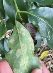 Phyllocoptes coprosmae