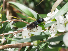 Antimerus smaragdinus