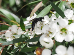 Antimerus smaragdinus