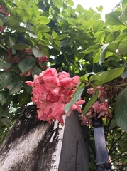 Mussaenda philippica