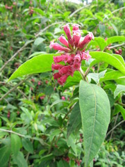 Cestrum fasciculatum